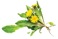 Dandelion Root