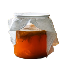 Real Kombucha